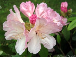 Rhododendron Blüte