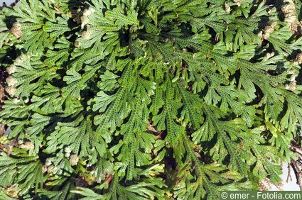 entfaltete Rose von Jericho