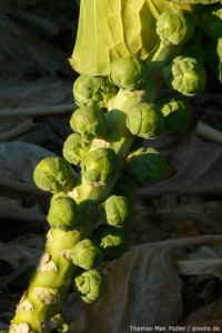 Rosenkohl Rosenkohl