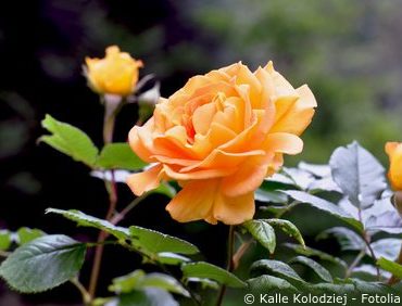 Rosenpflanze orange