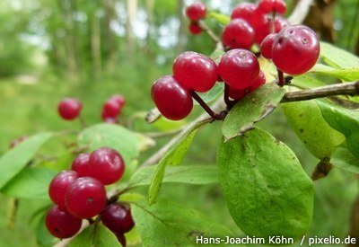 Rote Heckenkirsche Rote Heckenkirsche