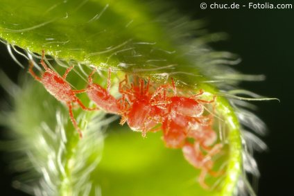 Rote Spinnmilben
