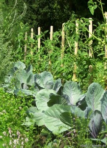 Rotkohl und Tomaten im Garten