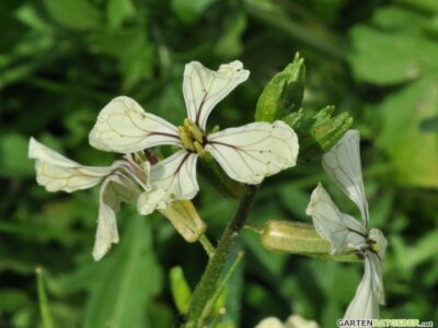 Rucola Eruca sativa Blüte weiß