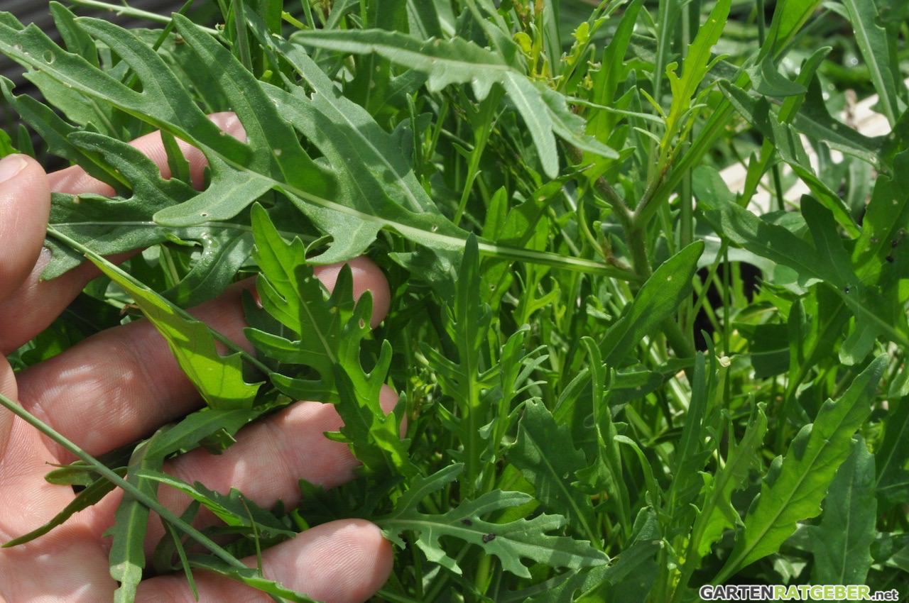 Rucola oder Rauke - Anbau, Pflege, Düngen und Ernte des Salat