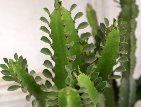 Kakteen Wolfsmilch Pflanze Zimmerpflanze Euphorbia Tetra