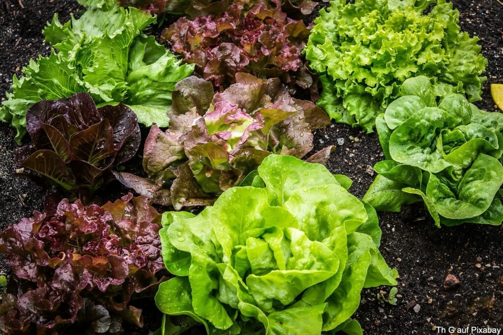 Beliebte Salatsorten im Garten