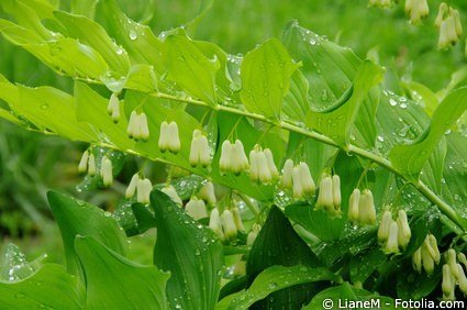Salomonsiegel pflanze - Die preiswertesten Salomonsiegel pflanze im Überblick