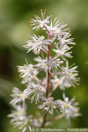 Schaumblüte