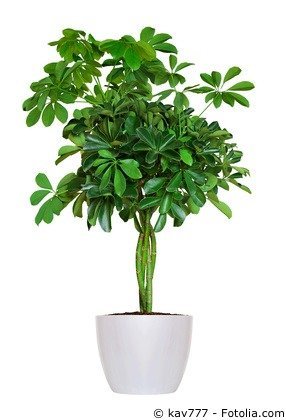 Schefflera Stämmchen