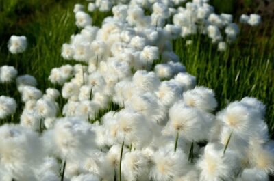 Scheidenwollgras Blüten