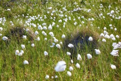 Scheidenwollgras Eriophorum vaginatum