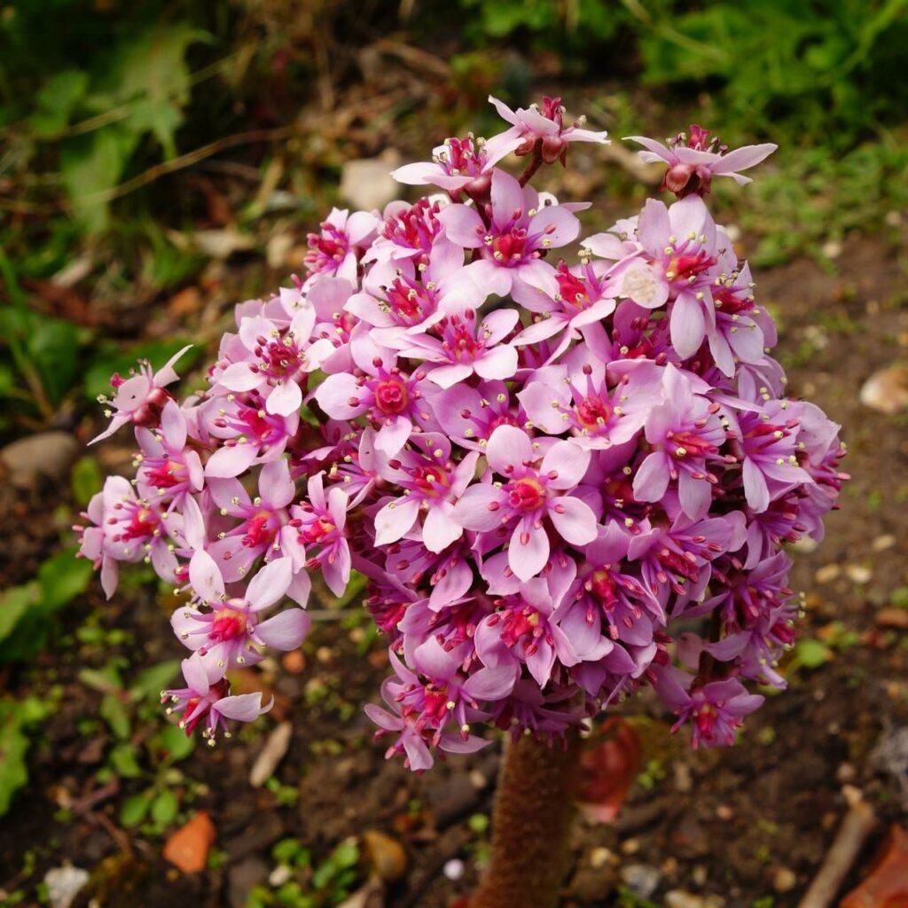 Schildblatt Blüte