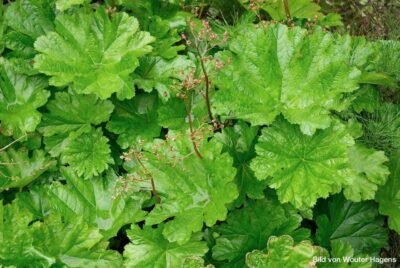 Schildblatt Darmera Peltata Blätter