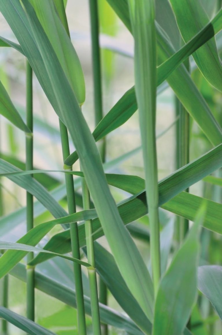 Gemeines Schilfrohr (Phragmites australis) › Pflege: Pflanzen, Düngen