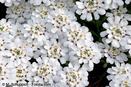 Schleifenblume weiss