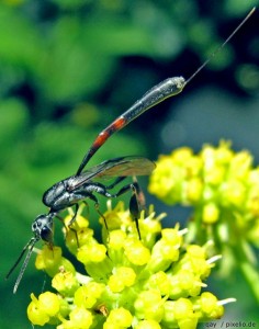 Schlupfwespe im Garten