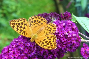 Schmetterlingsflieder Schmetterlingstrauch