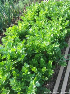 Sellerie im Beet Sellerie im Beet