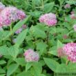 Sommerspiere