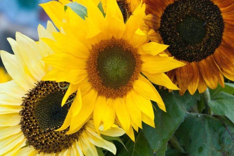 Sonnenblumen dünger - Die TOP Auswahl unter der Menge an analysierten Sonnenblumen dünger