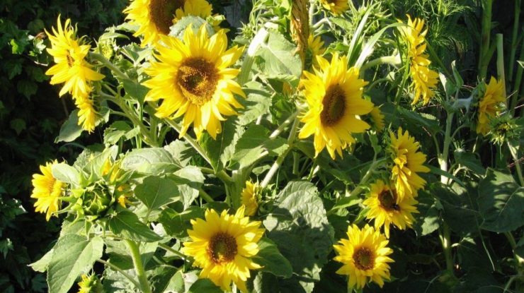 Sonnenblumen Helianthus