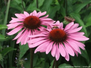 Sonnenhut Rosa