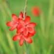 Spaltgriffel Sumpfgladiole Schizostylis coccinea