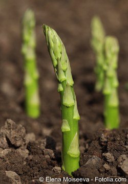 Spargel im Garten anbauen