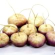 Solanum muricatum - Wählen Sie dem Favoriten