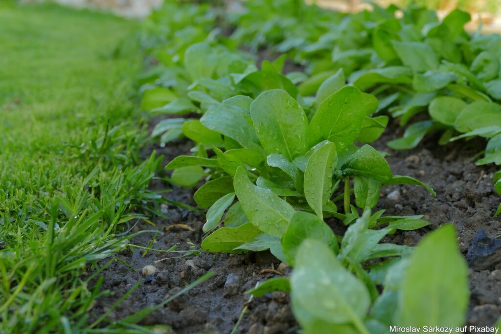 Spinat im Garten pflanzen