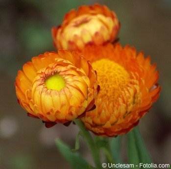 Strohblume orange