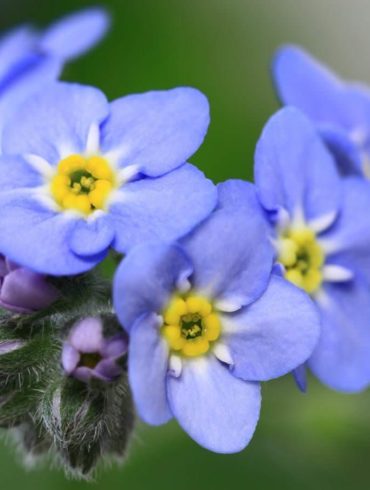 Sumpf-Vergissmeinnicht Myosotis scorpioides