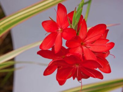 Sumpfgladiole rot