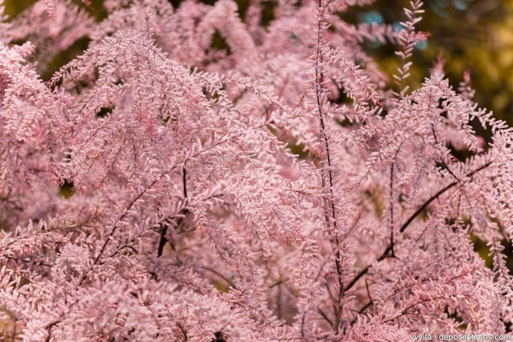 Tamariske (botanisch Tamarix) im Garten