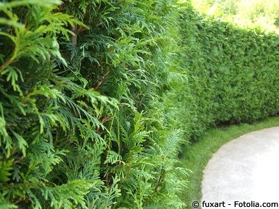 Thuja Hecke