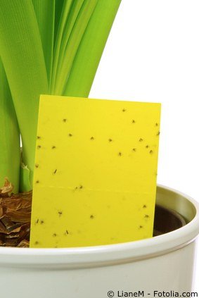 Trauermücken Gelbsticker Gelbtafeln Trauermücken Gelbsticker Gelbtafeln