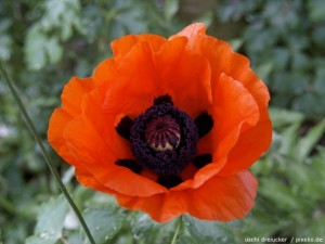 Türkischer Mohn