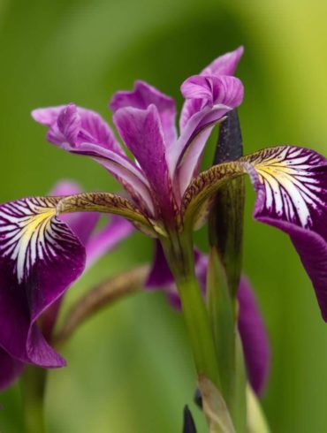 Verschiedenfarbige Sumpf-Schwertlilie Iris versicolor