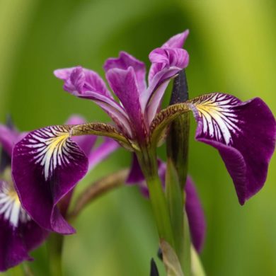 Verschiedenfarbige Sumpf-Schwertlilie Iris versicolor