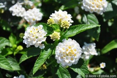 Wandelröschen Lantana camara