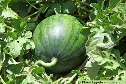 Wassermelonen Garten