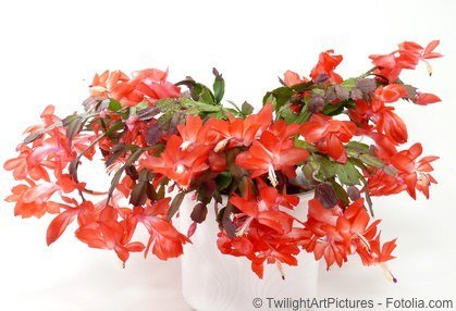 Weihnachtskaktus Gliederkaktus Schlumbergera rot