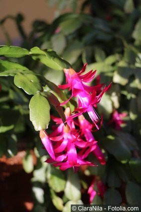 Weihnachtskaktus Schlumbergera pink rosa