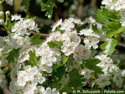 Weißdorn Mehlbeere Hagedorn