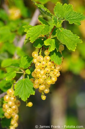 weiße Johannisbeeren