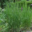 Wimperngras Melica ciliata