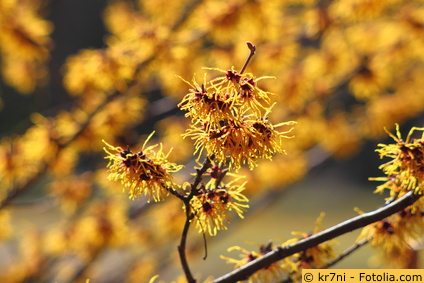 Zaubernuss Hamamelis