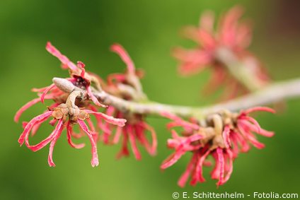 Zaubernuss Rot