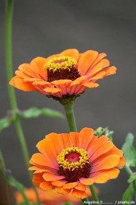 Zinnien Zinnien